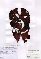 藏品(Constantinea subulifera Setchell)的圖片